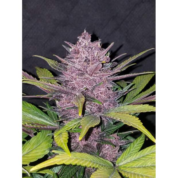 420 Fast Buds Blackberry Auto