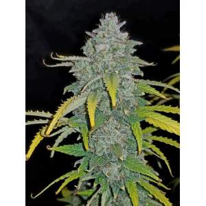 420 Fast Buds Blue Dream Auto