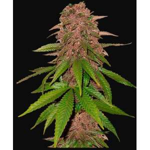 420 Fast Buds C4 Auto