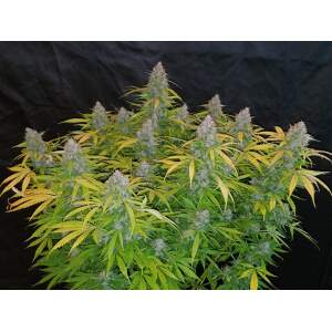 420 Fast Buds Californian Snow Auto