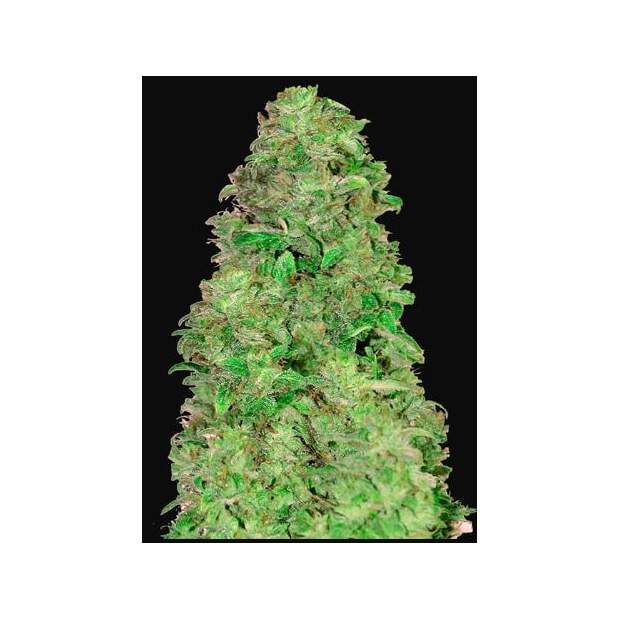 420 Fast Buds CBD Auto 20:1