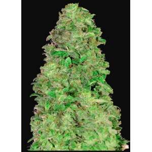 420 Fast Buds CBD Auto 20:1