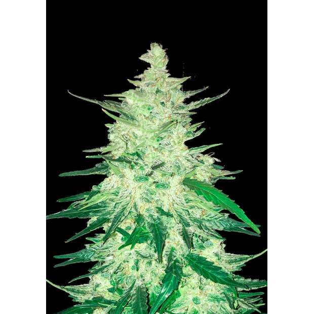 420 Fast Buds CBD Auto 1:1 (CBD Crack)