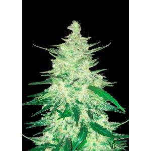 420 Fast Buds CBD Auto 1:1 (CBD Crack)