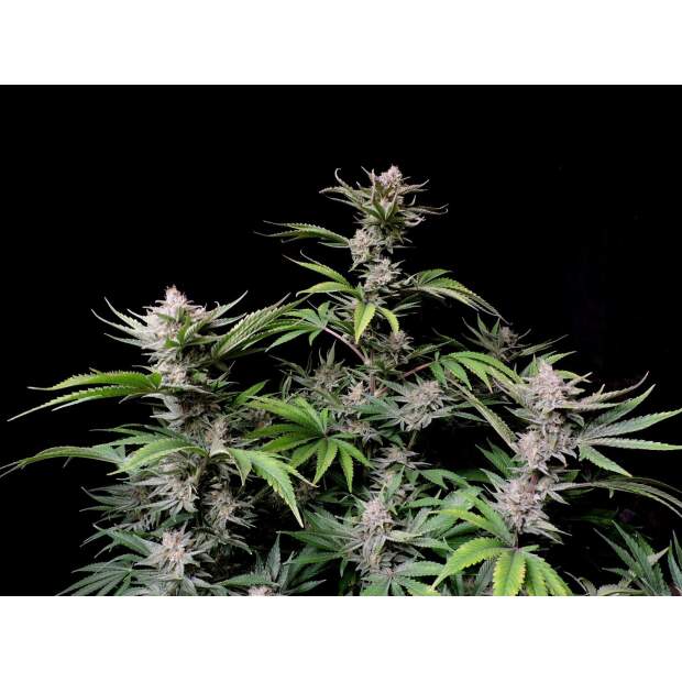 420 Fast Buds Cherry Cola Auto