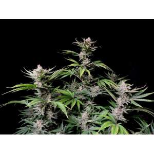 420 Fast Buds Cherry Cola Auto