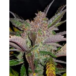 420 Fast Buds Cream Cookies Auto