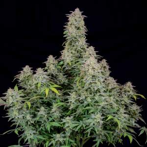 420 Fast Buds Forbidden Runtz Auto