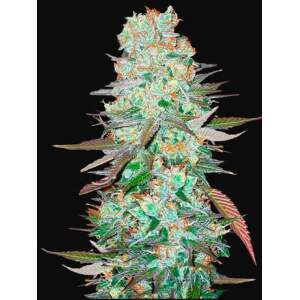 420 Fast Buds G14 Auto