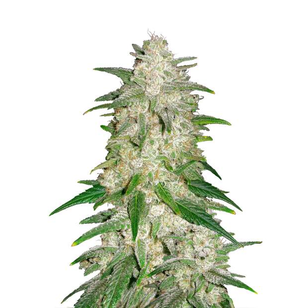 420 Fast Buds Gelato Auto