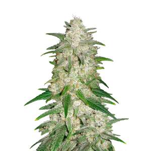 420 Fast Buds Gelato Auto