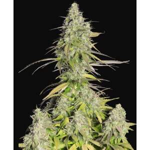 420 Fast Buds Girl Scout Cookies Auto