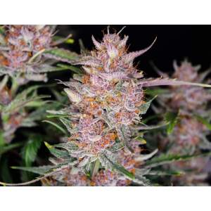 420 Fast Buds Gorilla Punch Auto