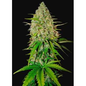 420 Fast Buds Grapefruit Auto