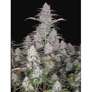 420 Fast Buds Green Crack Auto