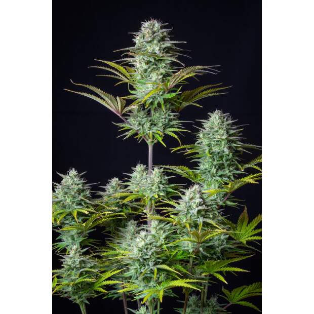 420 Fast Buds Kosher Cake Auto