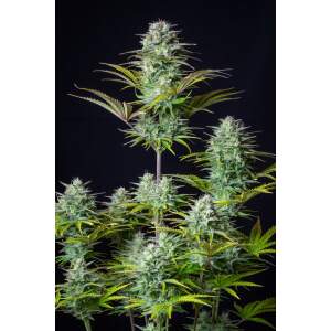 420 Fast Buds Kosher Cake Auto