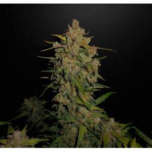 420 Fast Buds Lemon AK Auto