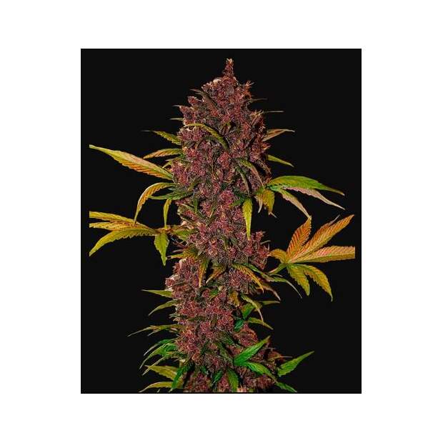 420 Fast Buds Lsd-25 Auto