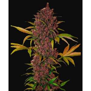 420 Fast Buds Lsd-25 Auto