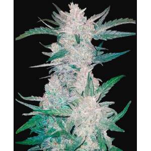 420 Fast Buds Mexican Airlines Auto