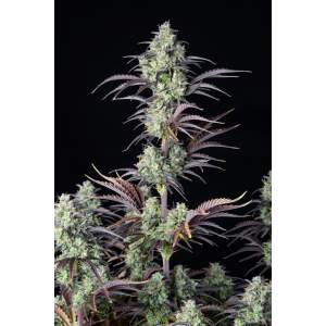 420 Fast Buds Mimosa Cake Auto