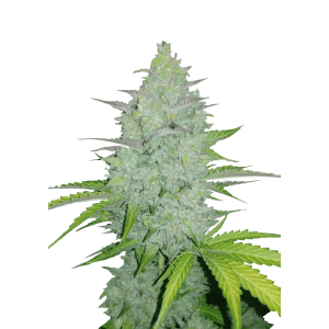 420 Fast Buds Cheese Auto