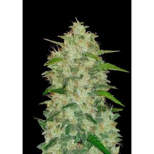 420 Fast Buds Chemdawg Auto