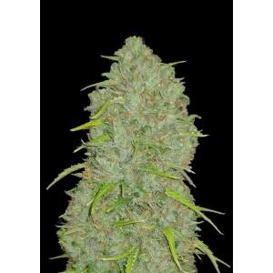 420 Fast Buds Jack Herer Auto