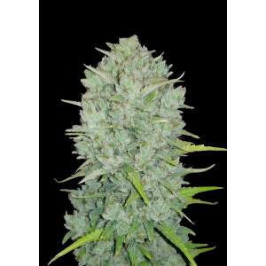 420 Fast Buds Northern Lights Auto