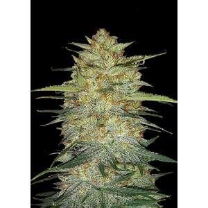 420 Fast Buds OG Kush Auto