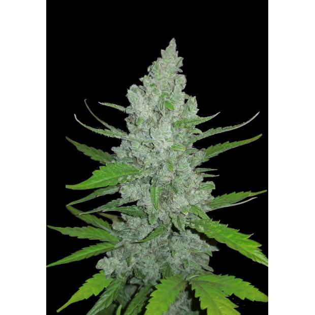 420 Fast Buds Sour Diesel Auto