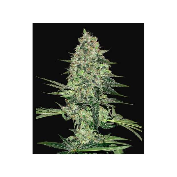 420 Fast Buds Rhino Ryder Auto