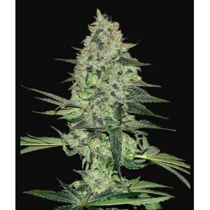 420 Fast Buds Rhino Ryder Auto