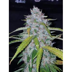 420 Fast Buds Six Shooter Auto