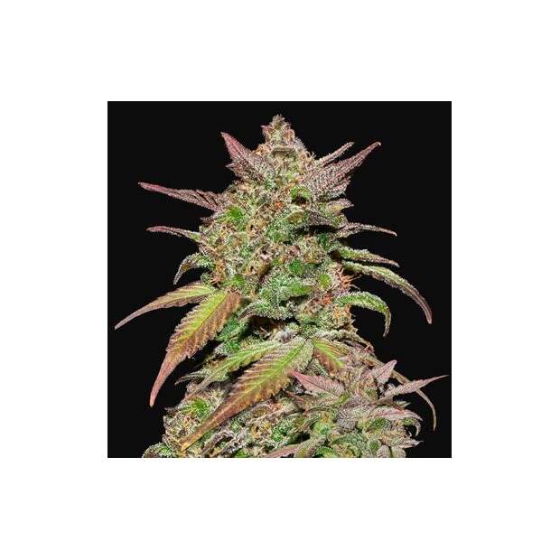 420 Fast Buds Smoothie Auto