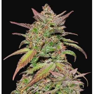 420 Fast Buds Smoothie Auto