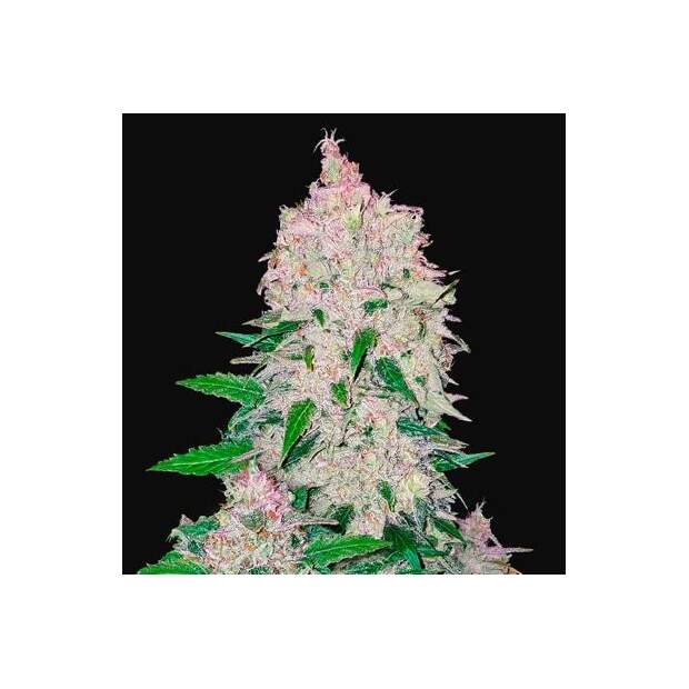 420 Fast Buds Stardawg Auto