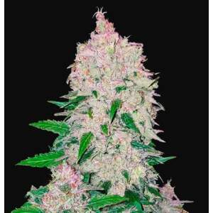 420 Fast Buds Stardawg Auto