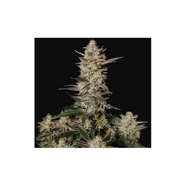 420 Fast Buds Strawberry Gorilla Auto