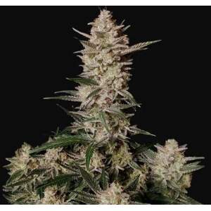420 Fast Buds Strawberry Gorilla Auto