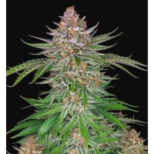 420 Fast Buds Strawberry Pie Auto
