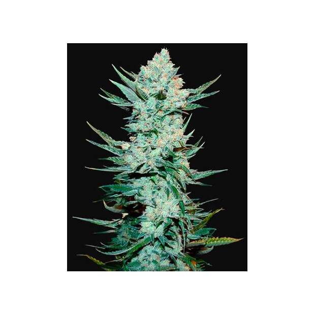 420 Fast Buds Tangie Auto
