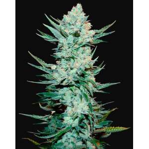 420 Fast Buds Tangie Auto