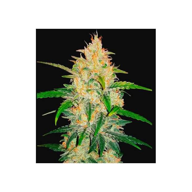420 Fast Buds Zkittlez Auto