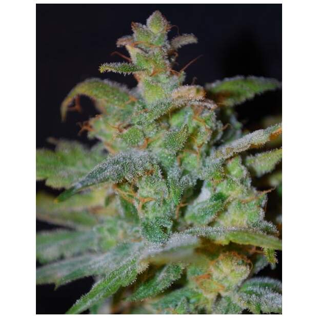 Female Seeds Auto AK
