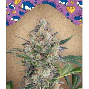 Female Seeds Auto Blueberry Cheesecake