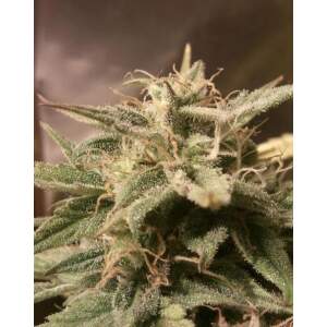 Female Seeds Auto Bubble