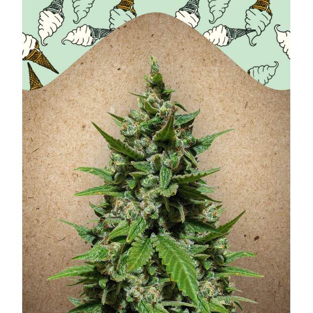 Female Seeds Auto Gelato