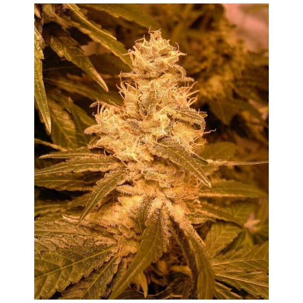 Female Seeds Auto Kush